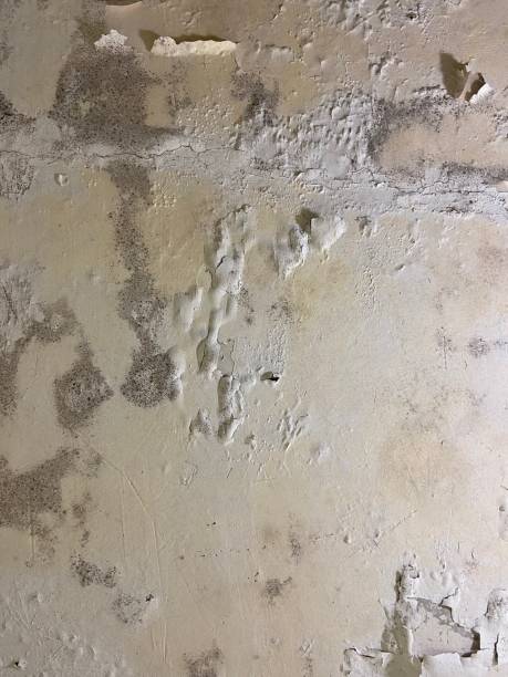 Mold Removal Process in Woodward, IA